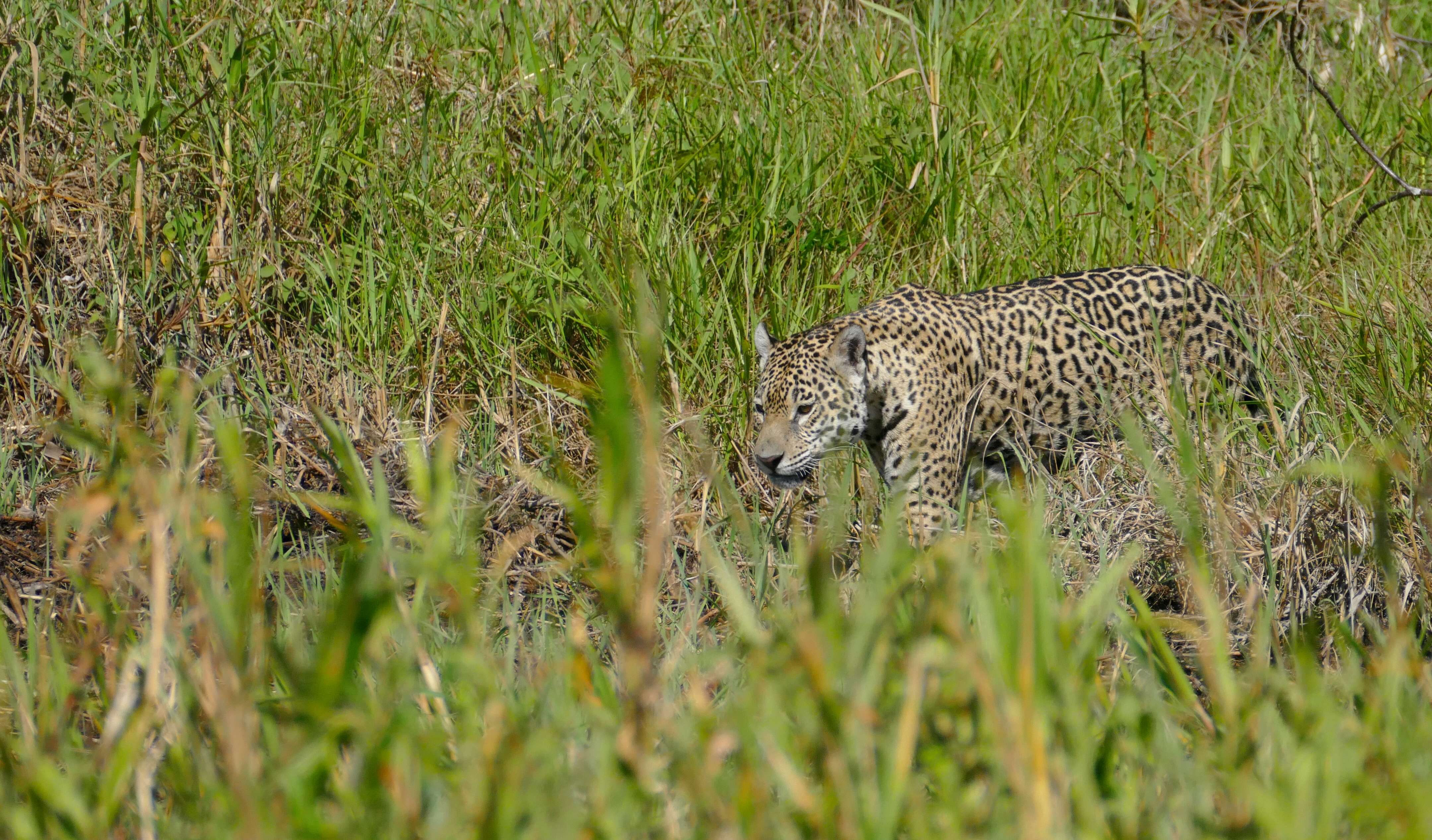 Image of Jaguar