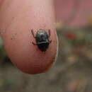 Image of Burrower bug