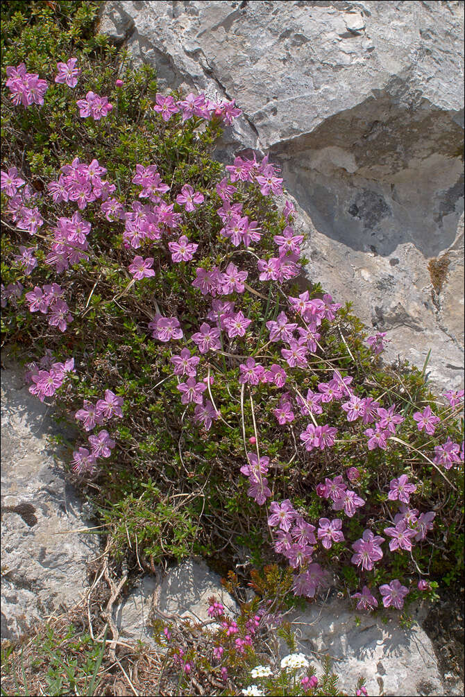 Image of Rhodothamnus