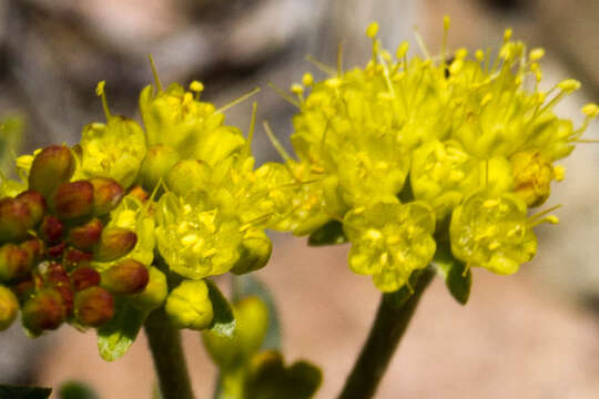 Image of buckwheat