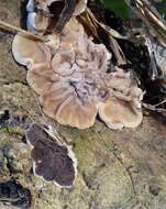 Image of Auricularia