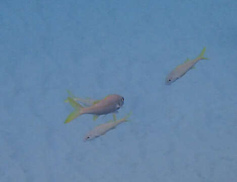 Image of Yellowfin goatfish