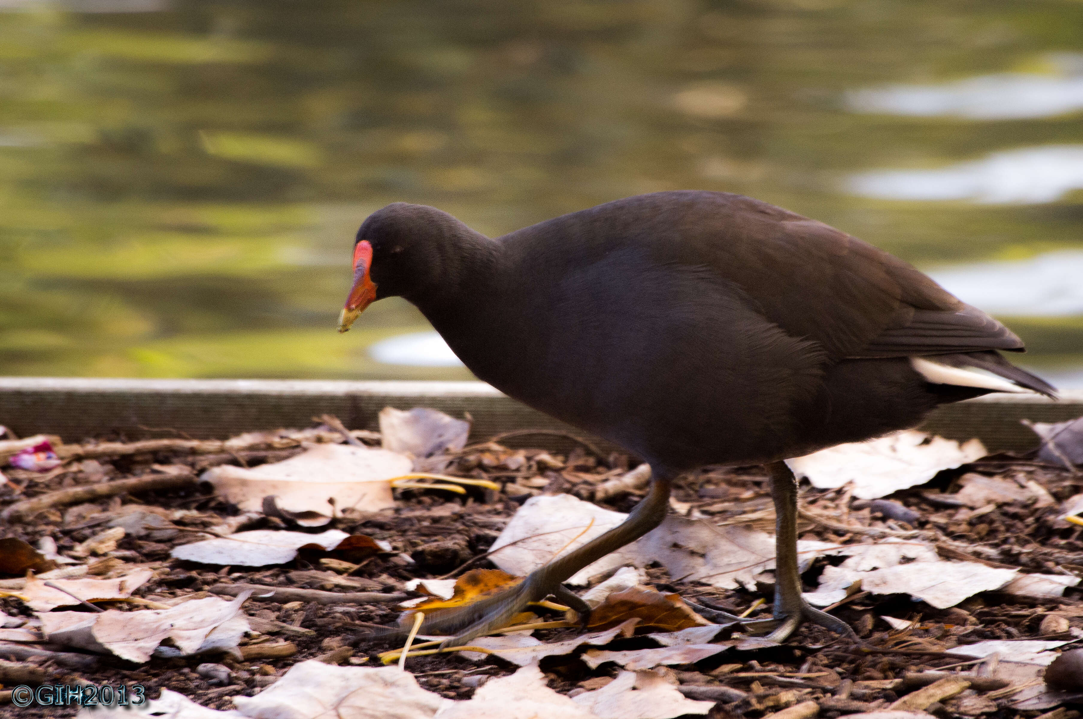 Plancia ëd Gallinula tenebrosa Gould 1846