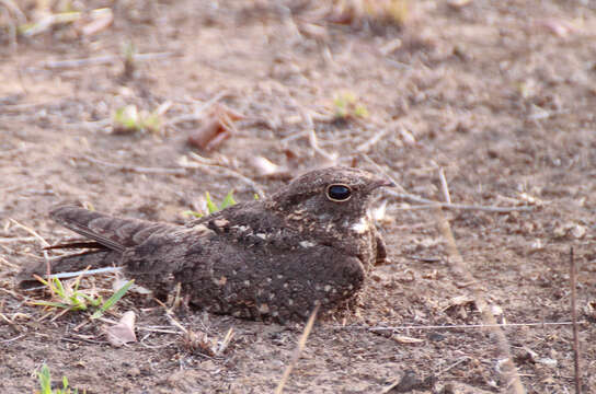 Image of Savanna Nightjar