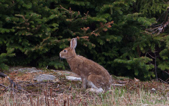 Image of hare