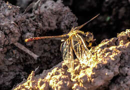 Imagem de Diplacodes bipunctata (Brauer 1865)