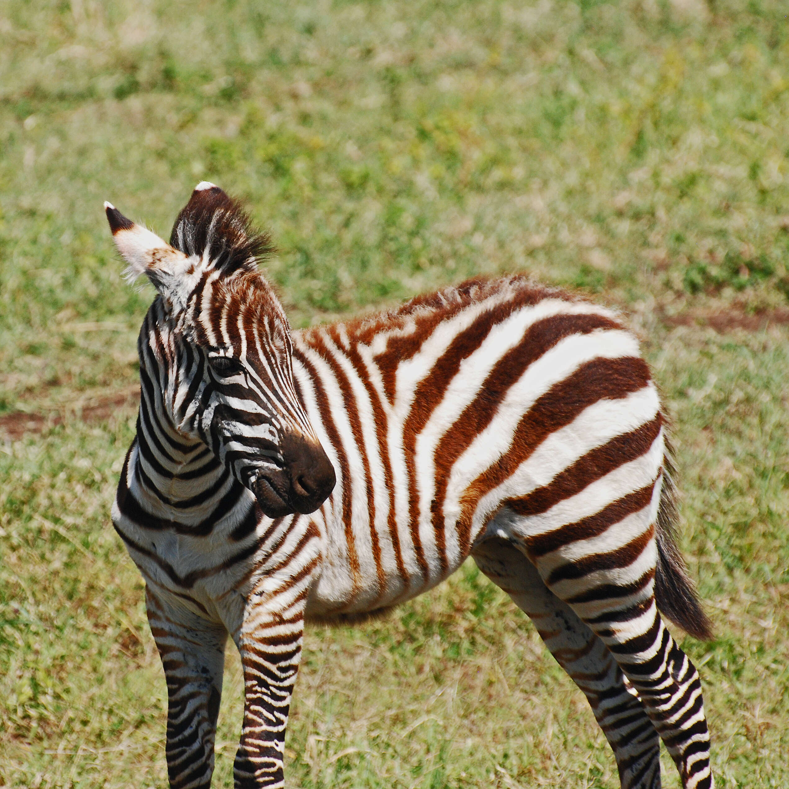 Image of zebra