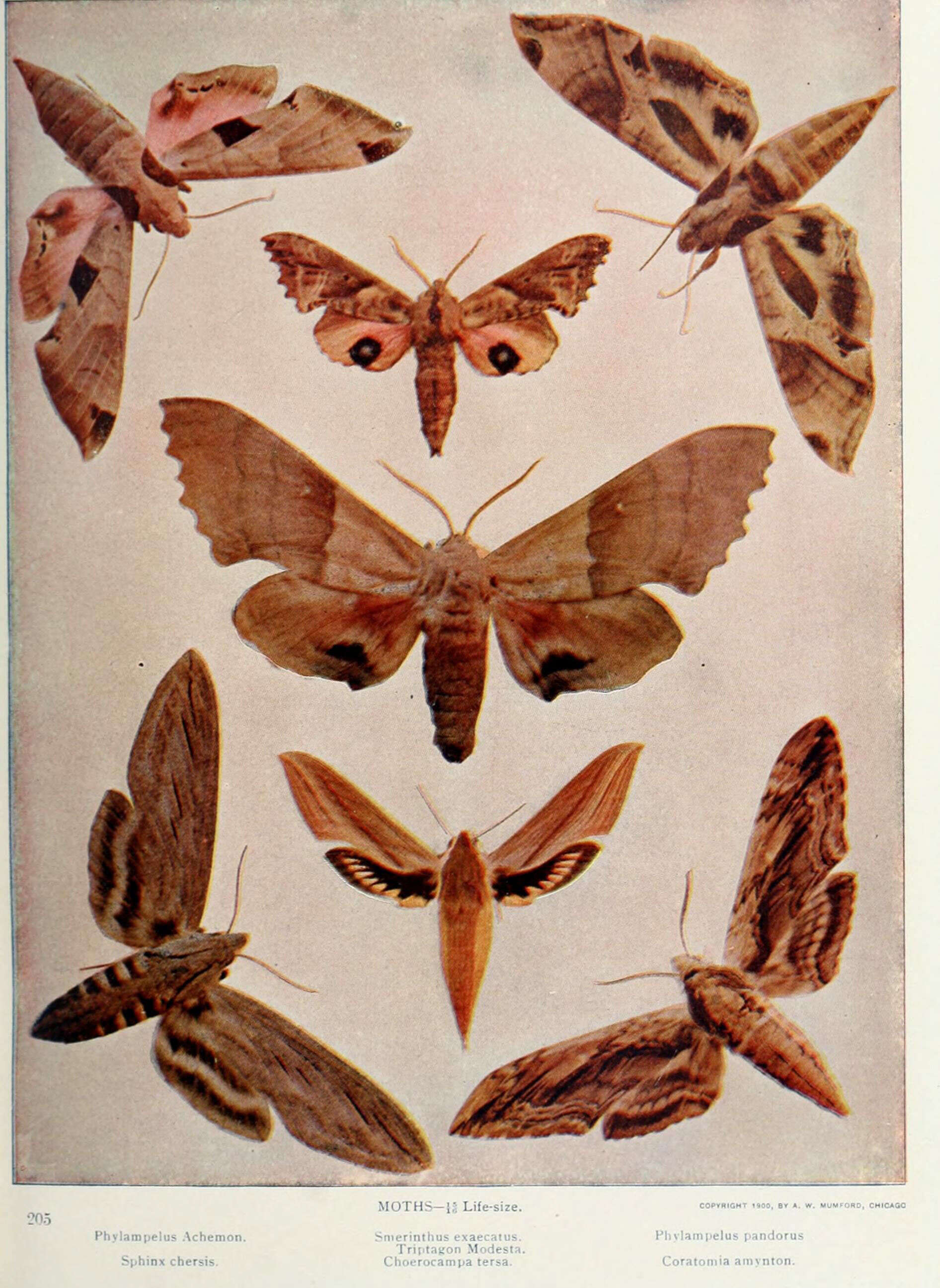 Image de Eumorpha Hübner (1807)