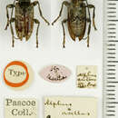 Necalphus asellus (Pascoe 1866)的圖片
