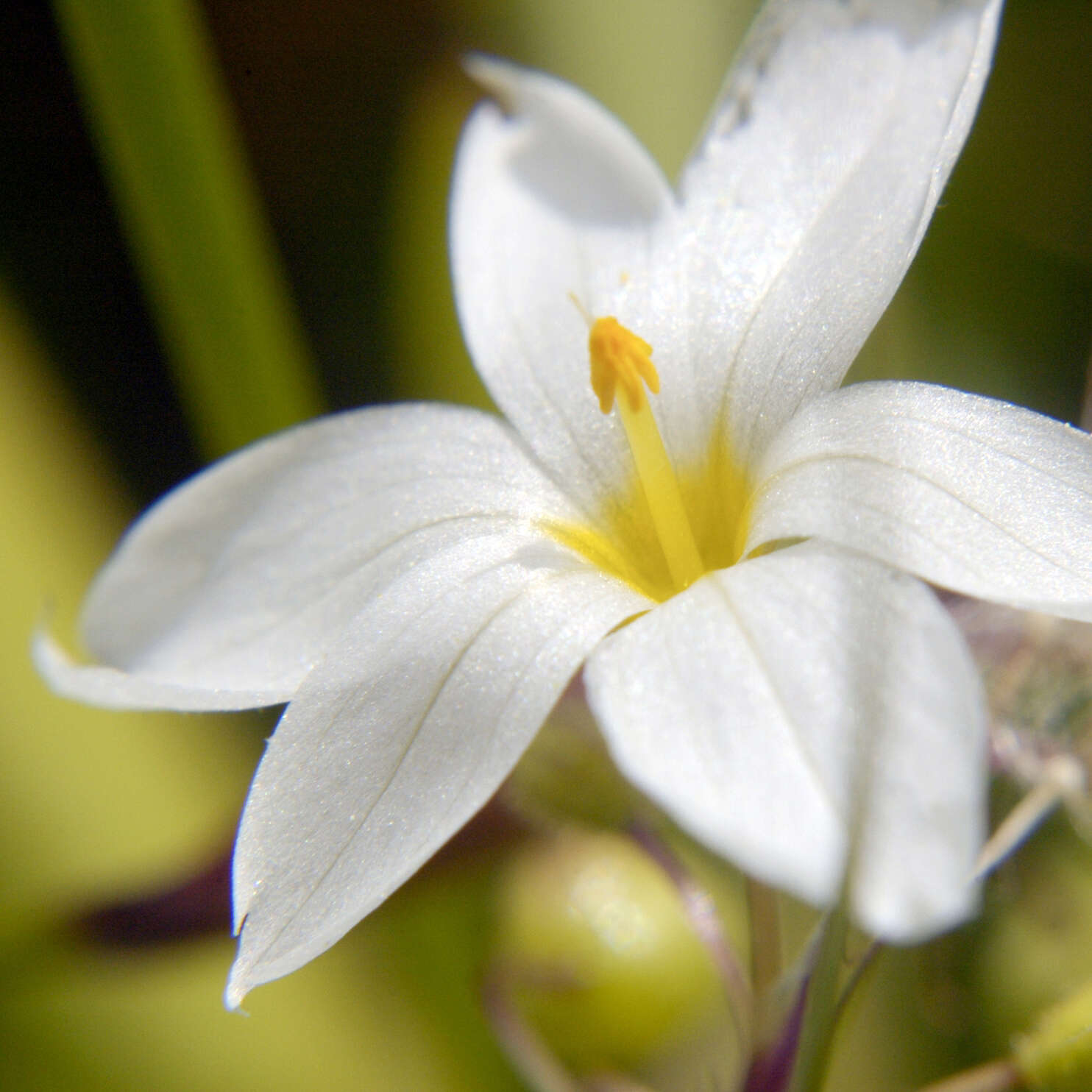 Image of Blue-eyed grass