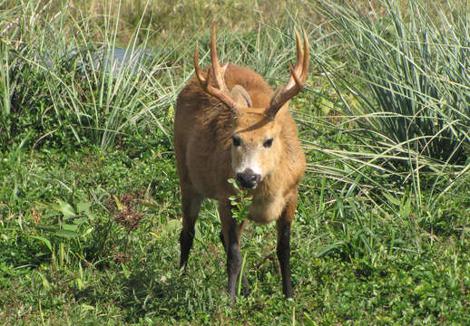 Image of Blastocerus Wagner 1844