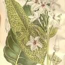 Image of Pseuderanthemum reticulatum (Hort. ex Hook. fil.) Radlk.