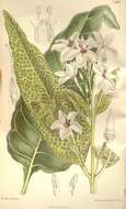 Image of Pseuderanthemum reticulatum (Hort. ex Hook. fil.) Radlk.