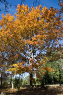 Image of Northern Red Oak