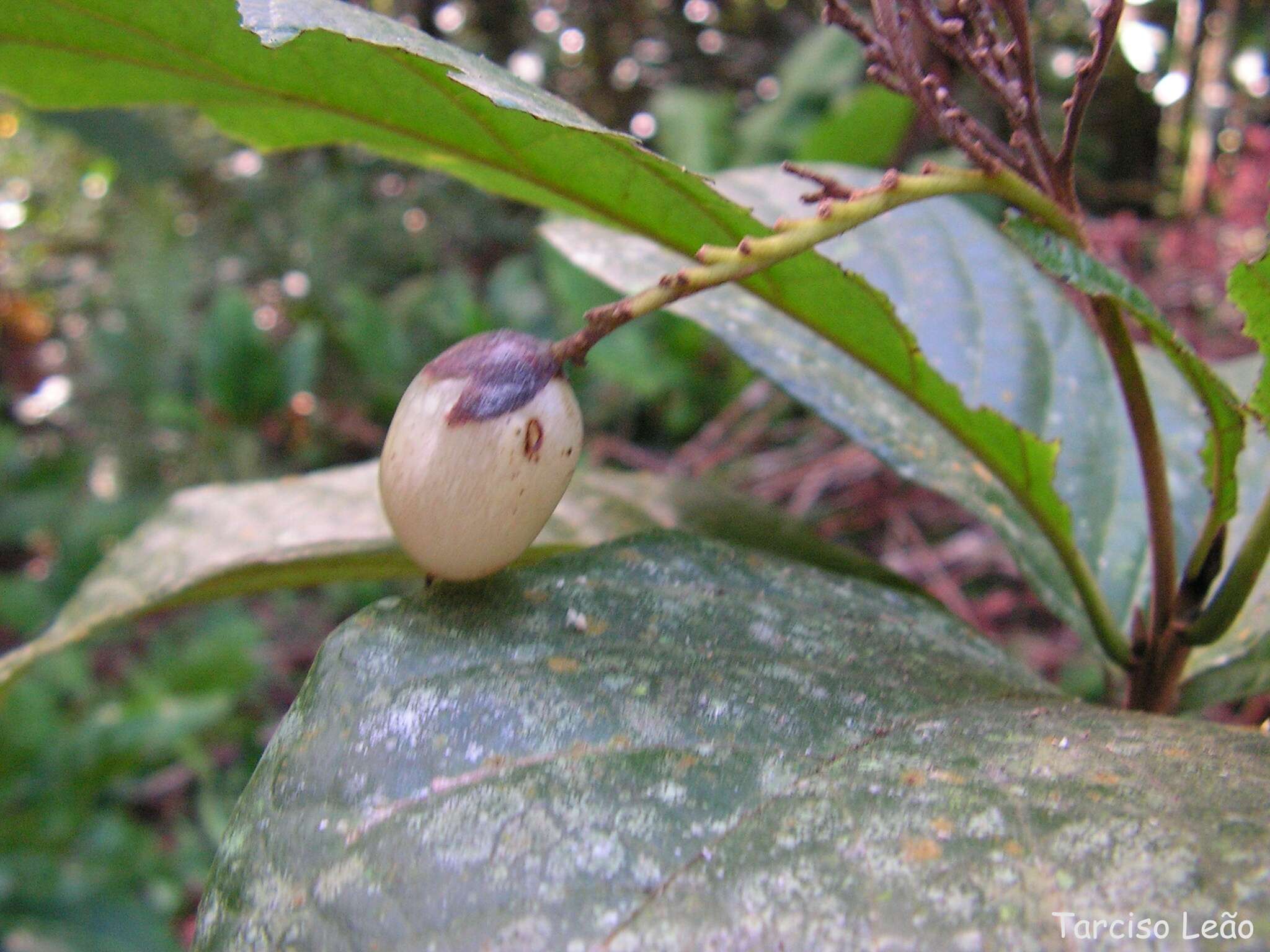 Image of Cordia superba Cham.