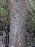 Image of mahogany