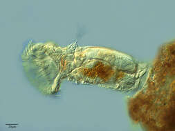 Image of Flosculariidae