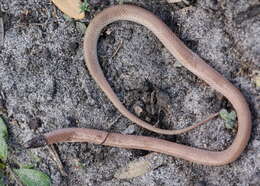Image of Florida Crowned Snake