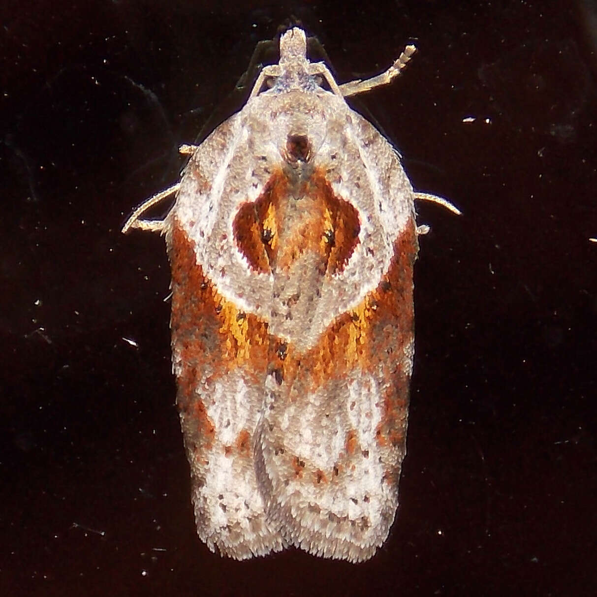 Image of Acleris maculidorsana Clemens 1864