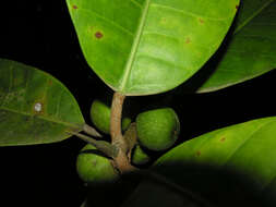 Image of Ficus tonduzii Standl.