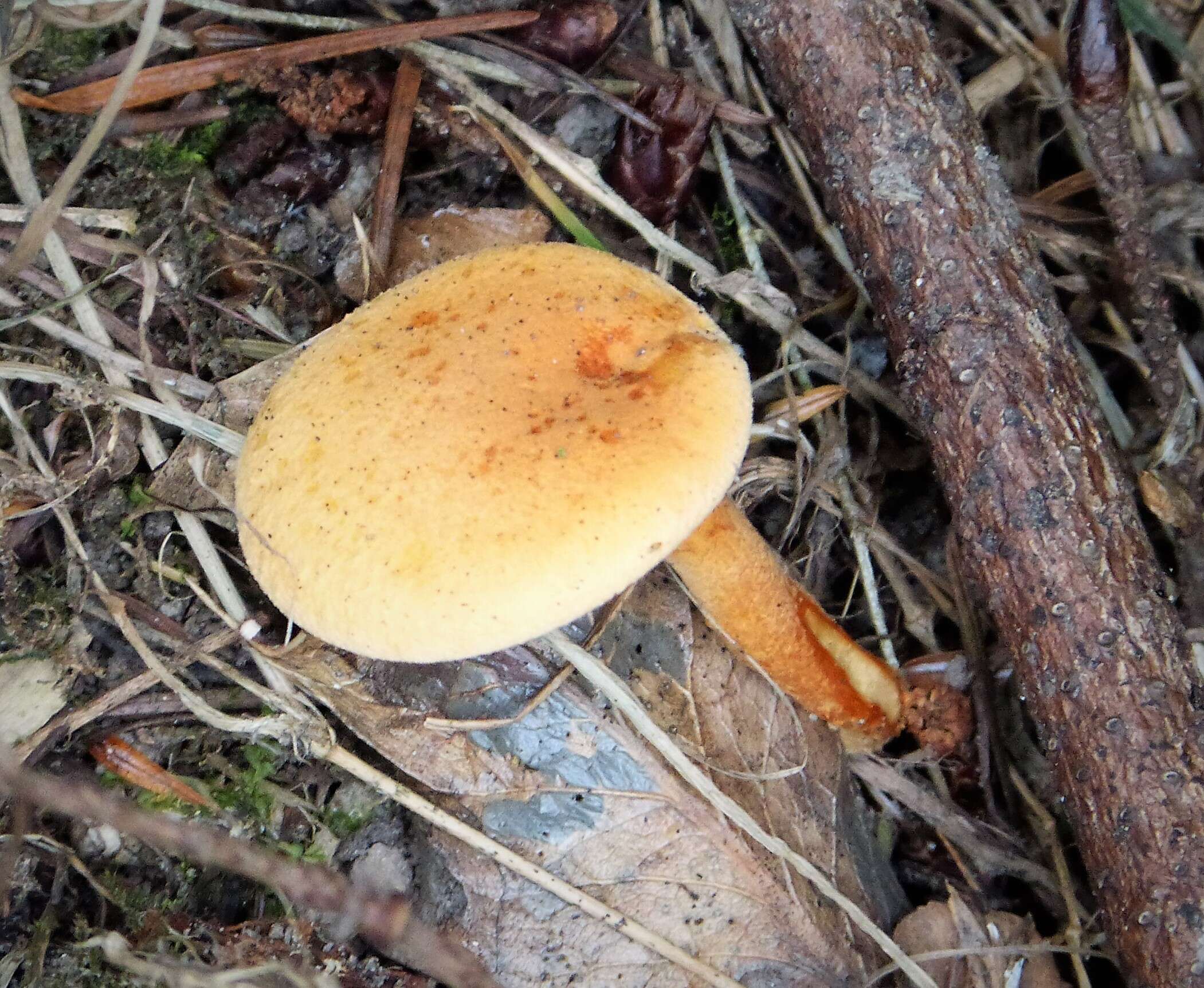 Image of Hygrophoropsis