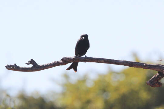 Image of Fork-tailed Drongo