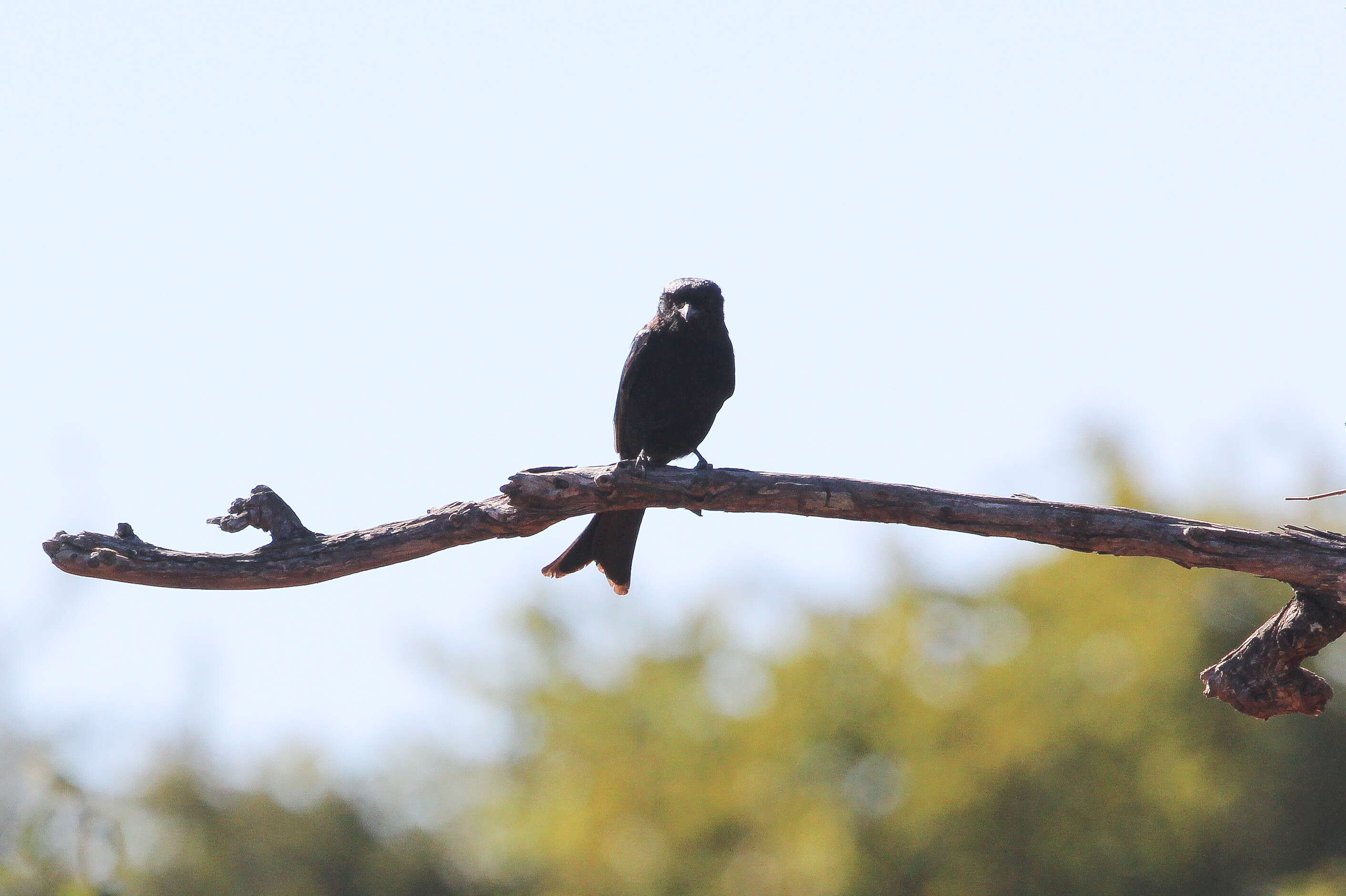 Image of drongos