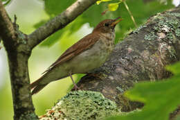 Image of Veery