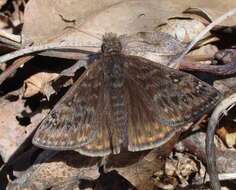 Image of Juvenal's Duskywing