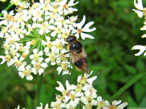 صورة Cheilosia