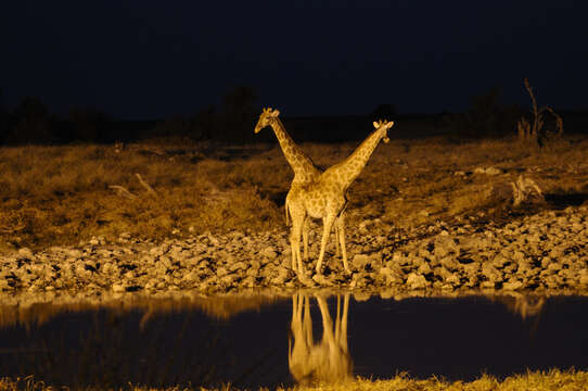 Plancia ëd Giraffa camelopardalis (Linnaeus 1758)