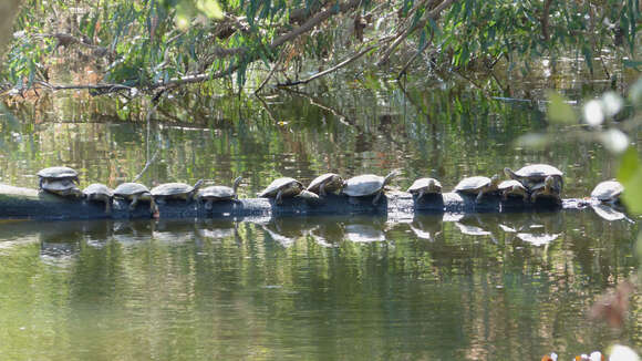 Image of Spanish pond turtle