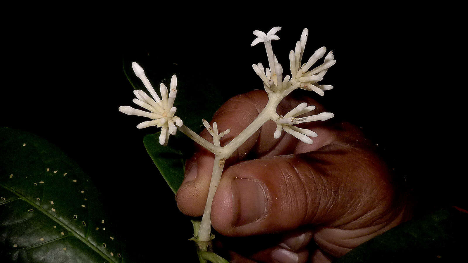 Image of Coussarea albescens (DC.) Müll. Arg.