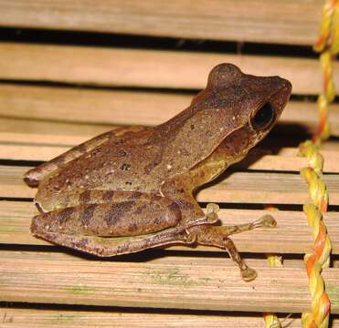 Imagem de Polypedates occidentalis Das & Dutta 2006