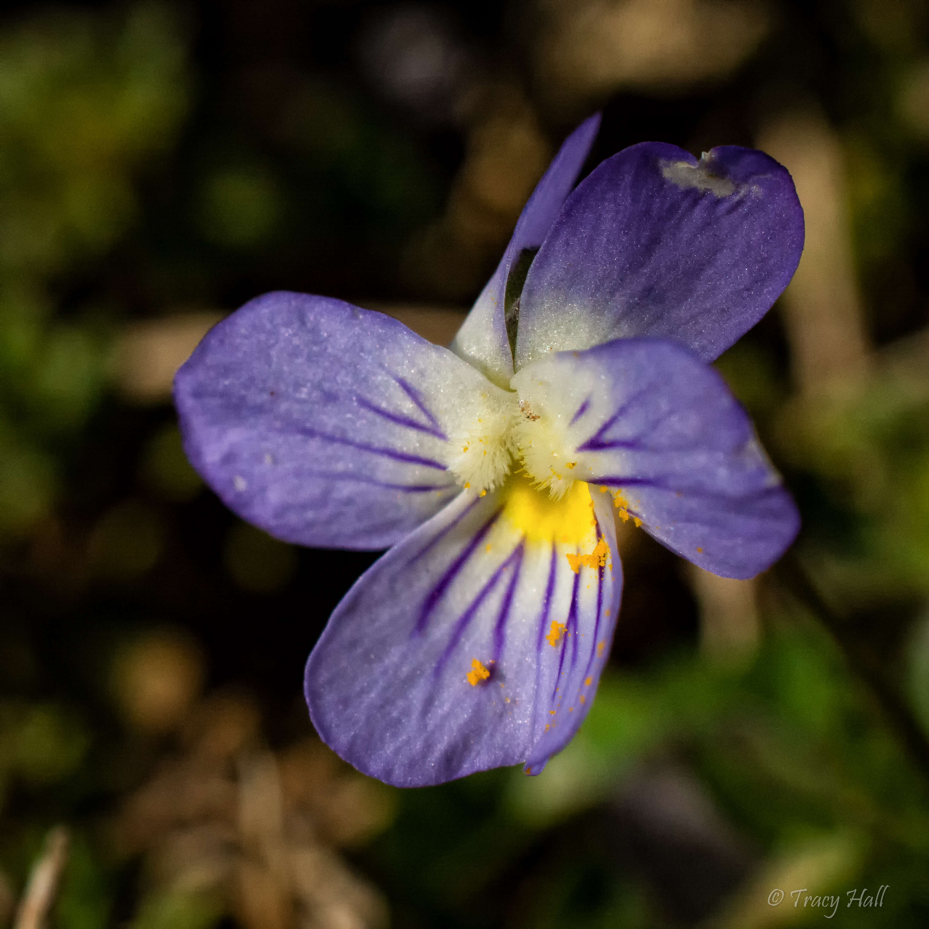 Sivun Viola bicolor Pursh kuva