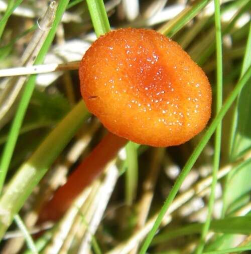 Слика од Hygrocybe coccineocrenata (P. D. Orton) M. M. Moser 1967