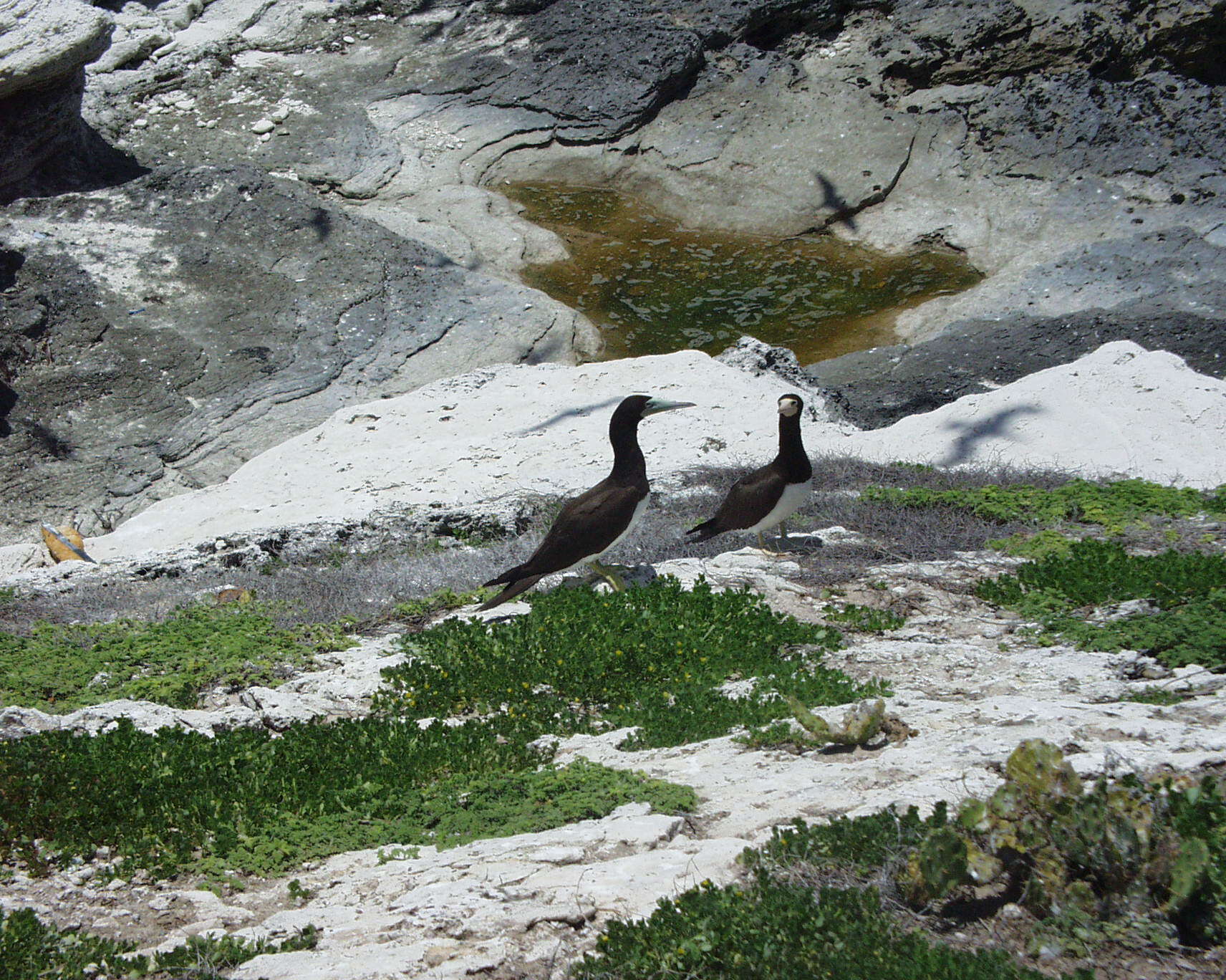 Image of gannets and boobies