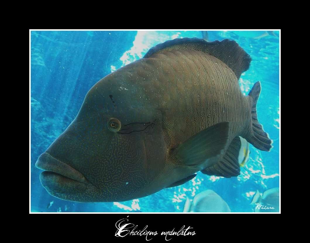 Image of Giant Wrasse