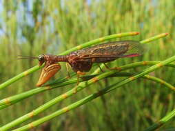 Image of mantidflies