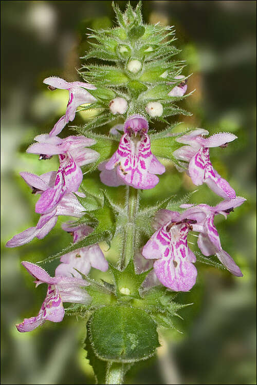 Слика од Stachys palustris L.