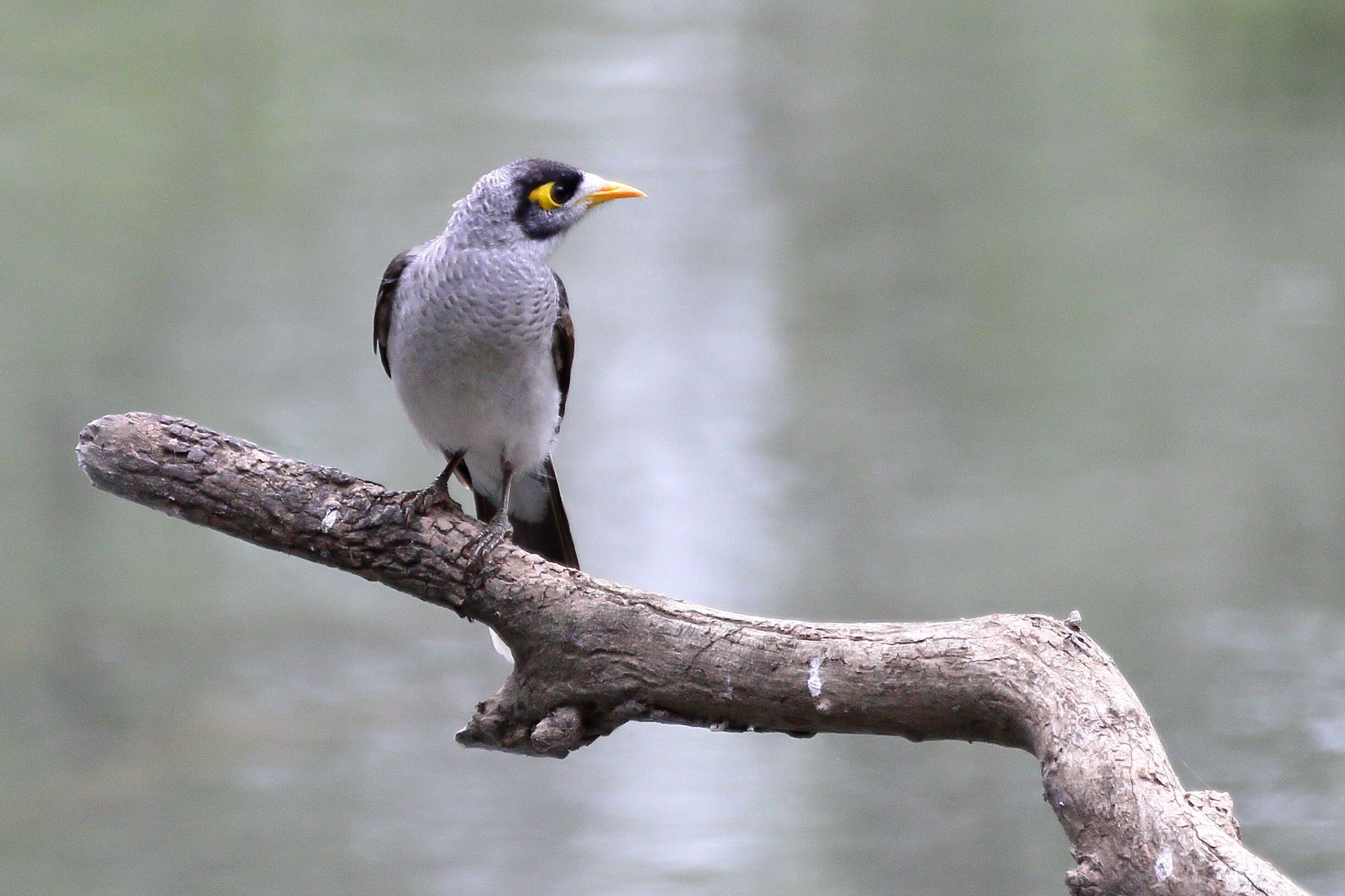 Image of Noisy Miner