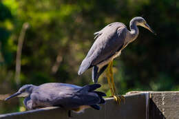 Image of Egretta Forster & T 1817