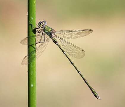 Image of Chalcolestes Kennedy 1920