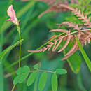 Image of Florida hoarypea