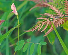 Tephrosia florida (F. Dietr.) C. E. Wood的圖片