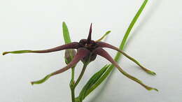 Image of Oxypetalum harleyi (Fontella & Goyder) Farin.