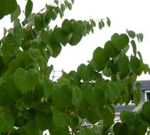 Image of katsura tree family