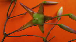 Image of Distimake macrocalyx (Ruiz & Pav.) A. R. Simões & Staples