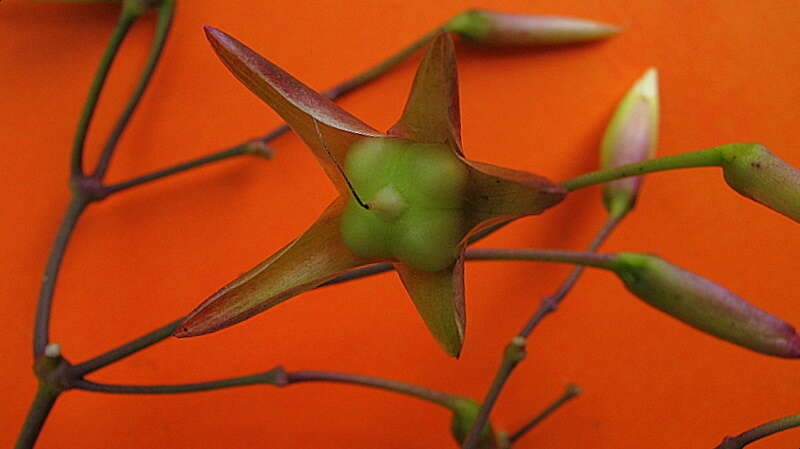 Image of Distimake macrocalyx (Ruiz & Pav.) A. R. Simões & Staples