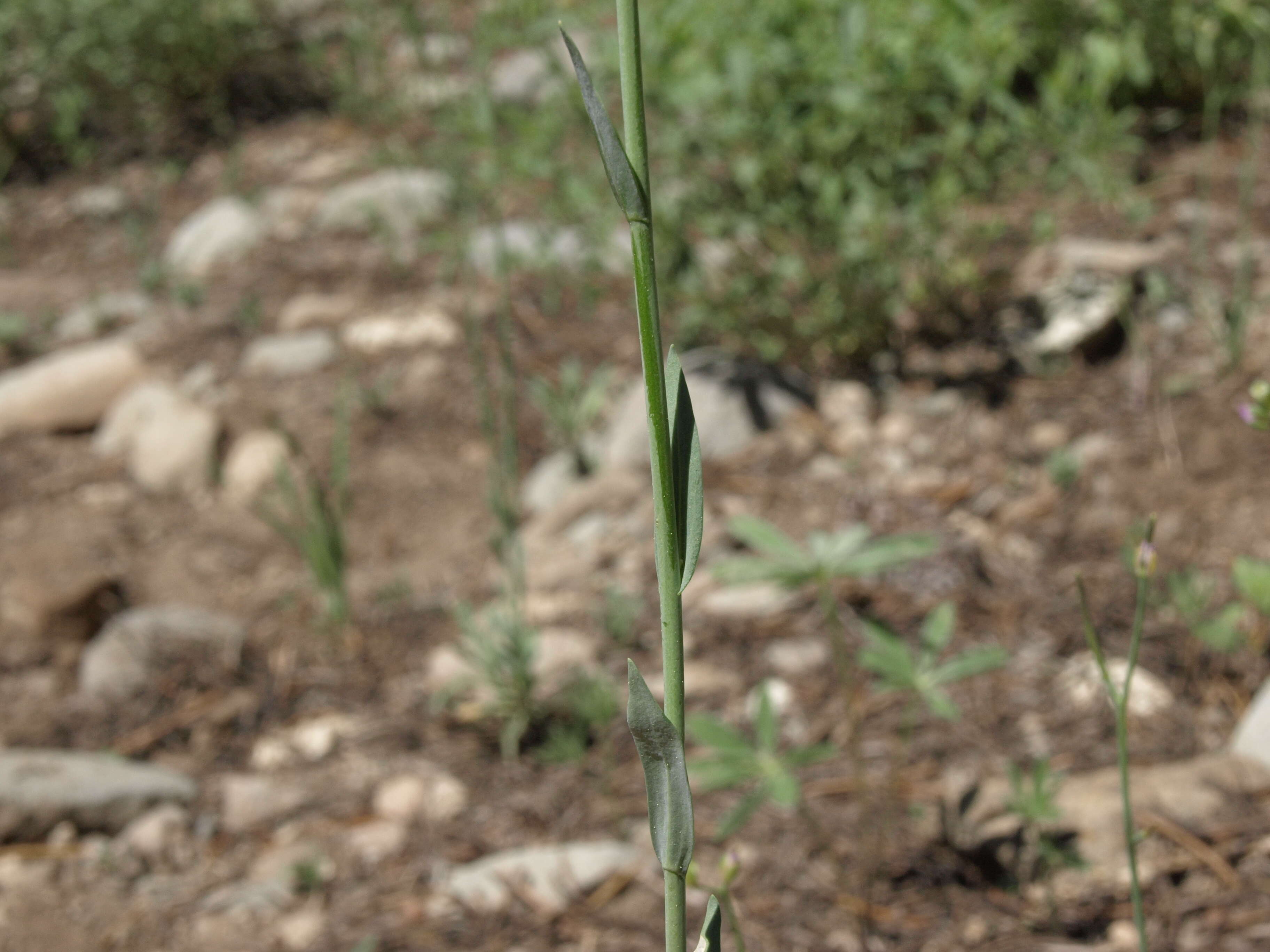 Image of Trinity Mountain rockcress